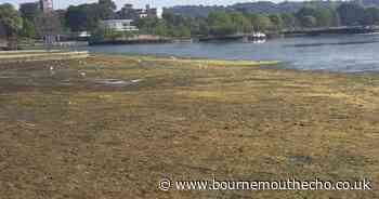Why Poole Park's lagoon is looking empty