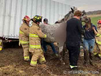 Horse rescued from fallen shed in Vars as storm cleanup continues