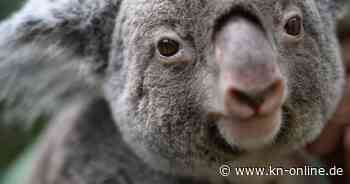 Australien: 700 Koalas abgeschossen – Tierschützer sprechen von „nationaler Schande“