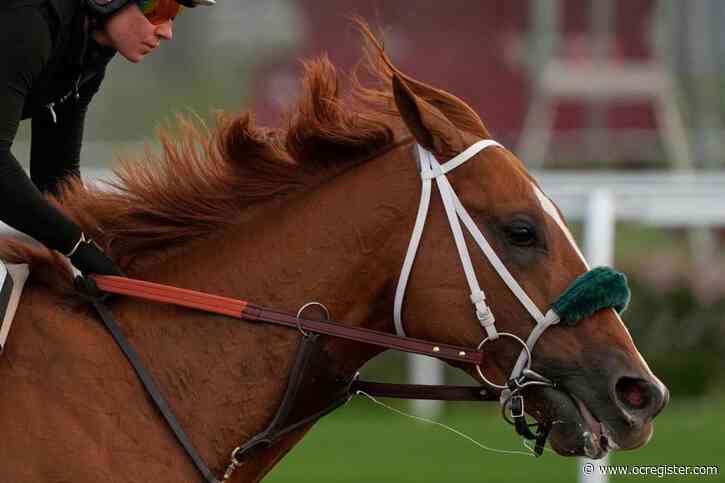 What makes a Kentucky Derby champion? Big hearts, immense lungs and powerful legs