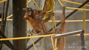 Bis ins Erwachsenenalter: Orang-Utans zeigen mehr Kreativität im Zoo