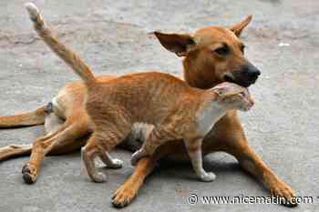 Antiparasitaires: traiter son chat avec un produit pour chien peut le tuer