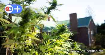 Erster in Schleswig-Holstein: Cannabis-Verein aus Bad Segeberg startet Anbau
