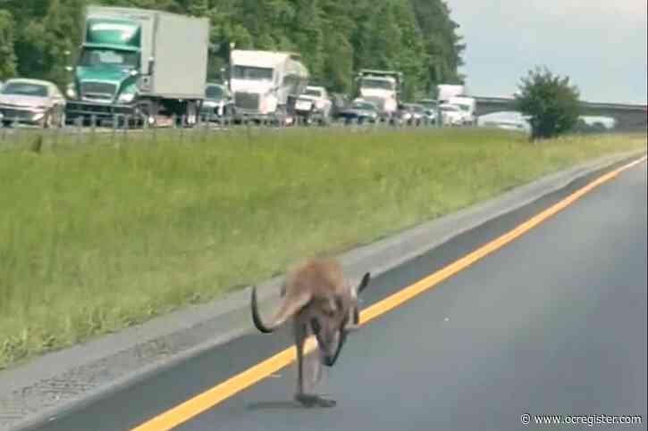 Runaway kangaroo named Sheila shuts down Alabama interstate