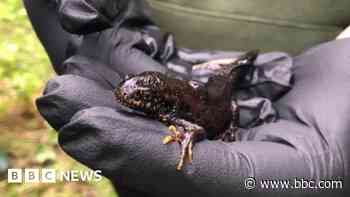 Protected newts discovered in overgrown ponds