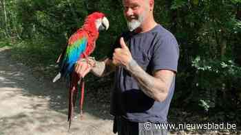 Vermiste papegaai Jago na een week alsnog teruggevonden: “We hadden de hoop bijna opgegeven”