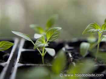 Get free tree seedlings during giveaway at farm market