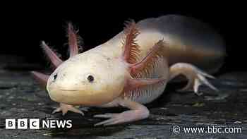 Endangered axolotl release raises hopes for rare amphibian