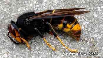 Ranst keurt subsidiereglement voor verdelgen nesten Aziatische hoornaars op privédomein goed: tot 150 euro tussenkomst van gemeente