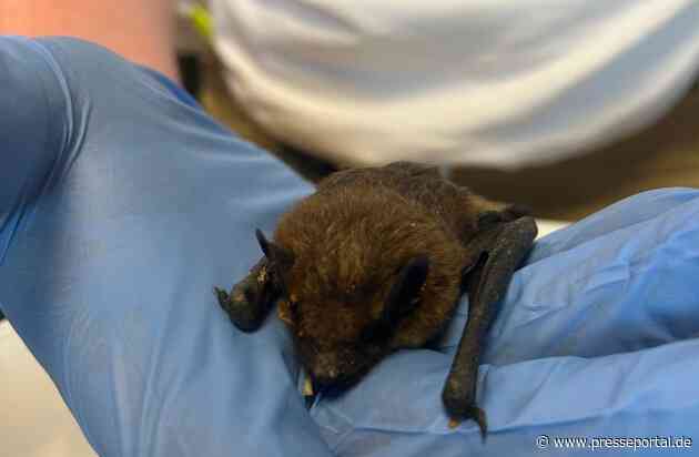 FW Weinheim: Fledermaus auf Spielplatz gefunden - Feuerwehr rettet gemeinsam mit der Berufstierrettung den Abendsegler