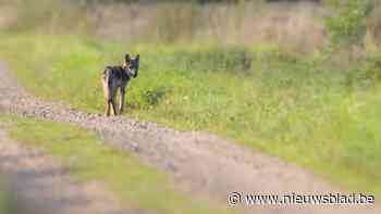 Jan Loos sceptisch over wolvenwaarneming Emblem