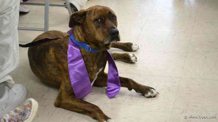 Five dogs graduate from inaugural Leashing Hope program