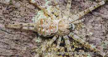 'Important discovery' as rare spider that is 'master of disguise' spotted in UK