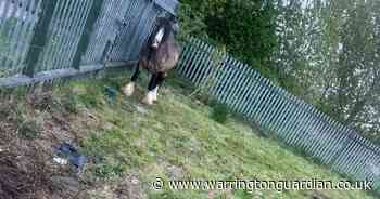 Investigation ongoing into 'abandoned' horse that is in 'bad condition' in Warrington