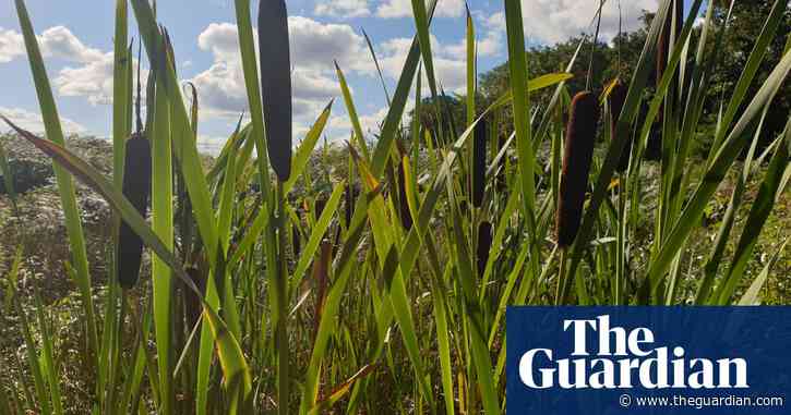 ‘A win-win for farmers’: how flooding fields in north-west England could boost crops