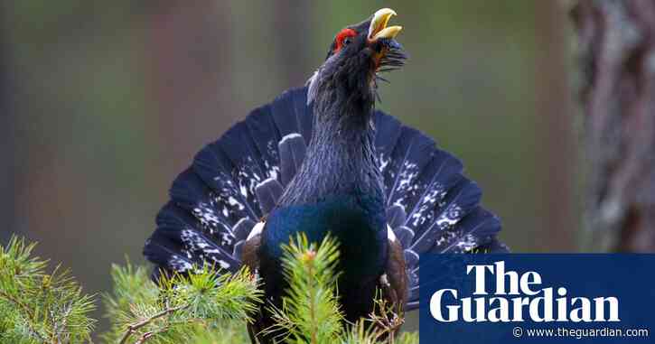 Country diary: Capercaillies need peace to survive, let’s give it to them | Amanda Thomson