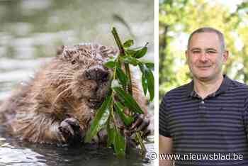 Opgelet voor overstekende bevers: beschermde diersoort stelt automobilisten en gemeentebestuur voor uitdagingen