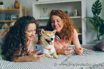Third of British owners prefer their pets to their partners, new study shows