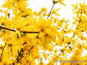 City gardener: Perfect pruning, for perennial perfection