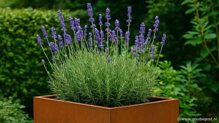 Praktische Tips voor het Plaatsen van een Cortenstaal Plantenbak