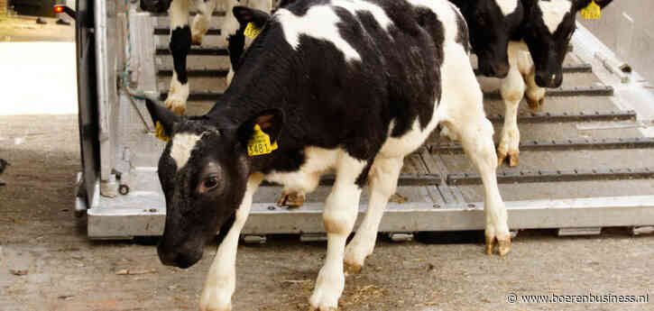 Zorgen bij slachterijen over kritische massa kalveren