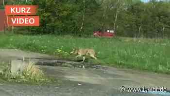 Mann filmt Wolf am Flugplatz in Königswinter-Eudenbach