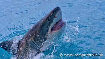 Influencer schuld an zunehmenden Hai-Attacken