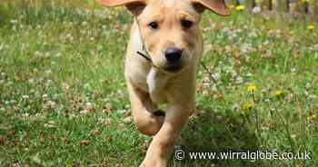 Warning issued to dog owners over 'mild' spring temperatures