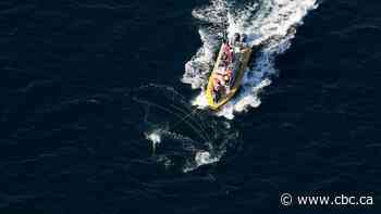 Onboard a dangerous mission to disentangle a 60-tonne right whale