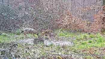 Erstmals im Enzkreis nachgewiesen: Fotofalle knipst Goldschakal – wenige Kilometer vom Kreis Calw entfernt