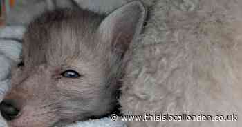Two white fox cubs rescued from garden in Belvedere after being stranded