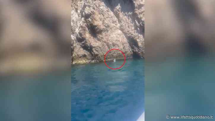 Avvistato a Capri un raro esemplare di foca monaca: “Torna dopo quasi 100 anni di assenza” – Video