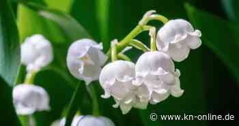 Maiglöckchen: Mythen rund um die Frühlingsboten