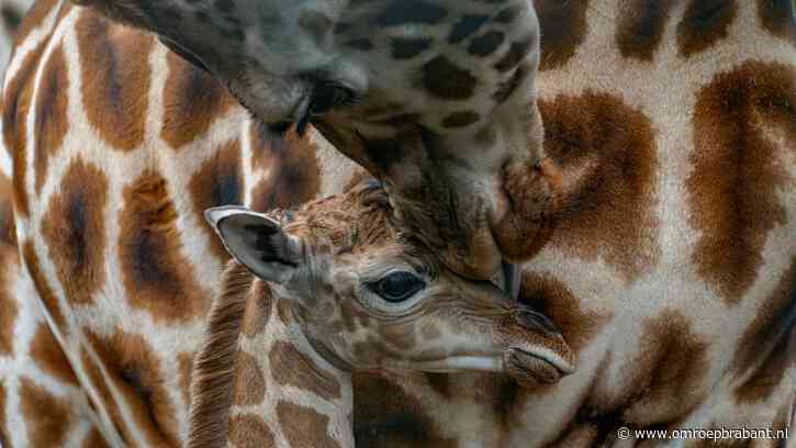 Op Safari, een kijkje bij de 1200 wilde dieren van de Beekse Bergen