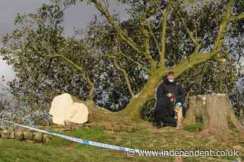 Sycamore Gap trial live: Suspect had fascination with tree and thought it would be good trophy, court told