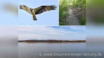 Warum sich Salzgitters Rat vehement um eine Holztreppe streitet