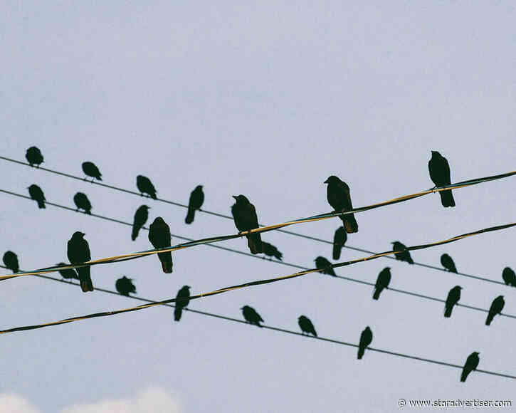 Facts of the Matter: Corvids blur lines between bird, primate intelligence