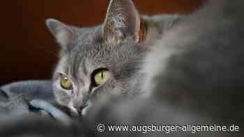 Verletzte und erschossene Katze in Buch: Jetzt setzt Peta eine Belohnung in Höhe von 1000 Euro aus