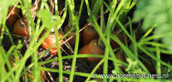 Vlot voorjaar zet een rem op peen uit de koeling