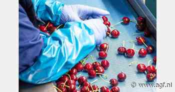 Grote vraag naar Spaanse kersen
