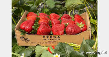 Jaarrond oogst met traditionele aardbei op Mallorca