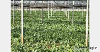 Zomerteelt in de startblokken in Midden-Italië