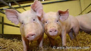 Gene-edited pigs approved for sale in US after UK breakthrough