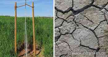 Trockenheit in Oberfranken: "Junge Obstbäume brauchen Hilfe"