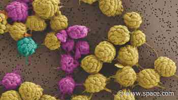 This strange bacteria aligns to Earth's magnetic field and needs friends to survive