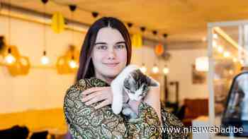 Axelle zoekt overnemer voor populair kattencafé Cats & Cups: “De combinatie met het asiel wordt te veel”
