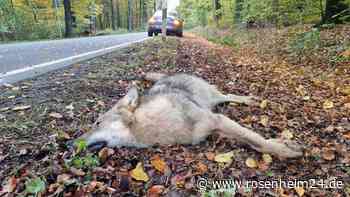 Wolf in Waging überfahren: Leben ganze Isegrim-Familien und ein Bär im Chiemgau? LfU klärt auf