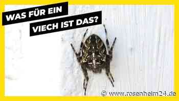 Rätselhafte Spinne in Reischach entdeckt: Wer kann sie identifizieren?