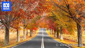 Town fears losing identity if iconic oak trees removed for powerlines