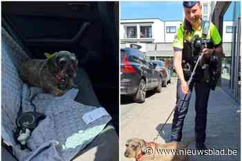 Politie redt hondje uit snikhete auto in Wilrijk: eigenaar beboet